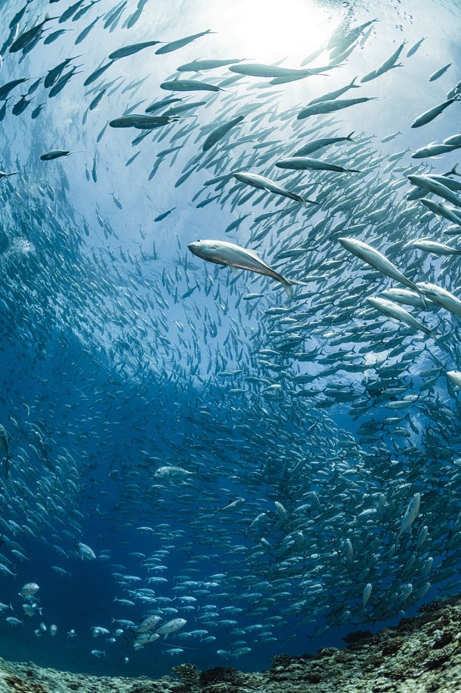 Diffusion and assembly