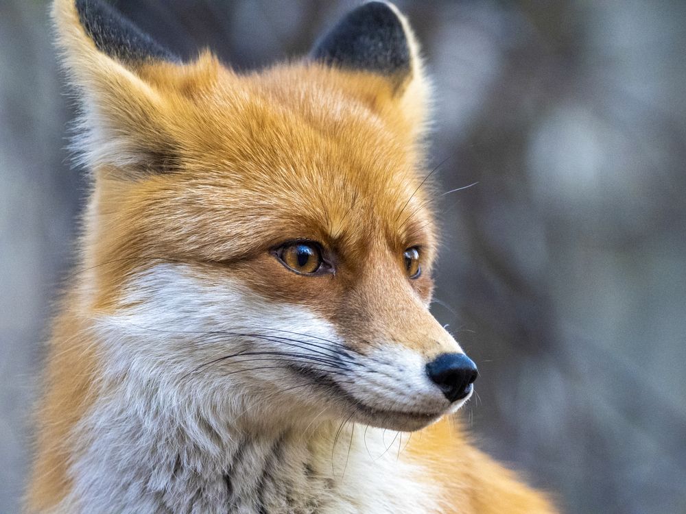 Лиса Кузьминична