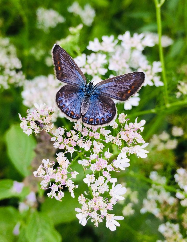 Photograph by hanie rashidi