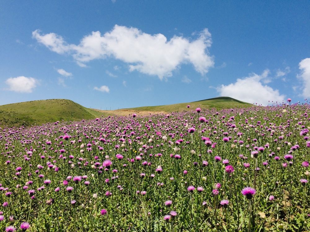 Photograph by hanie rashidi