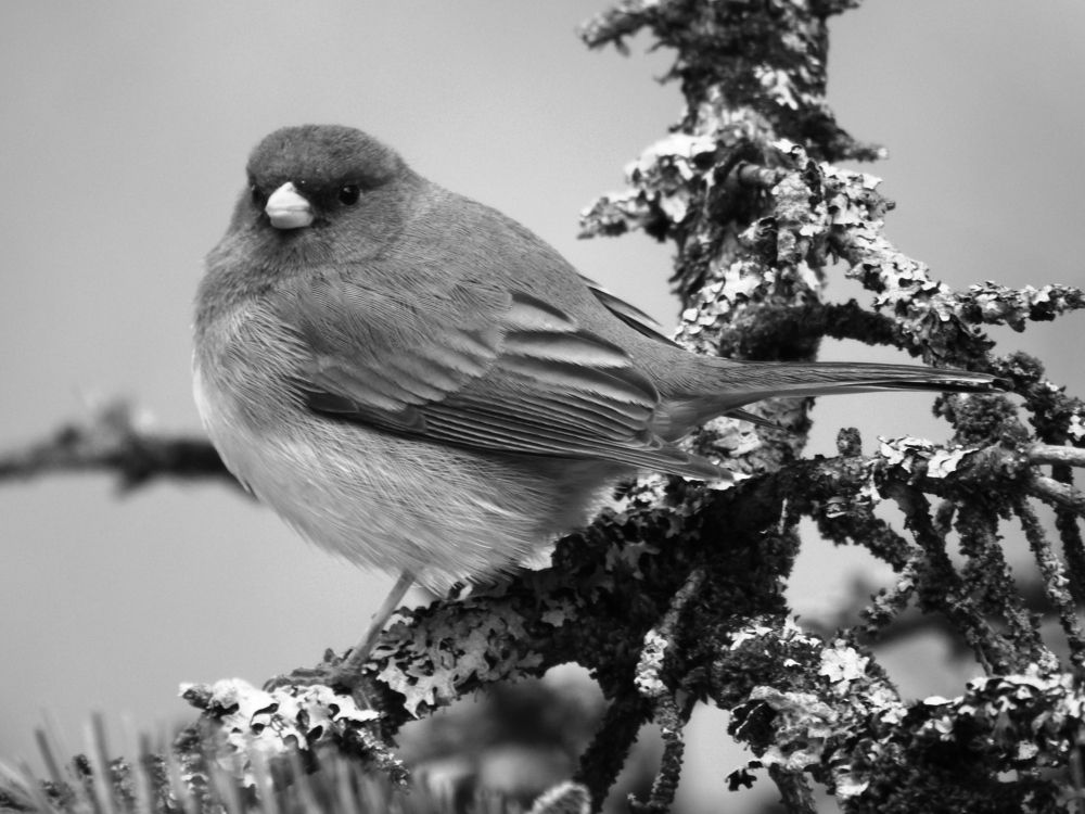 Photograph by Josée Beauchemin