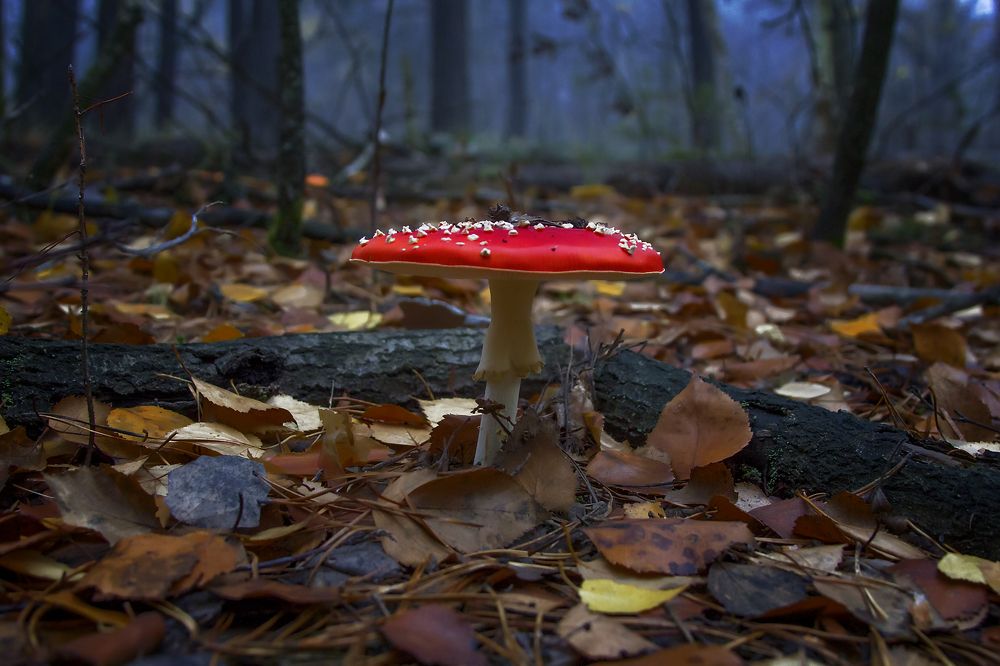 Photograph by Сергей Мордань