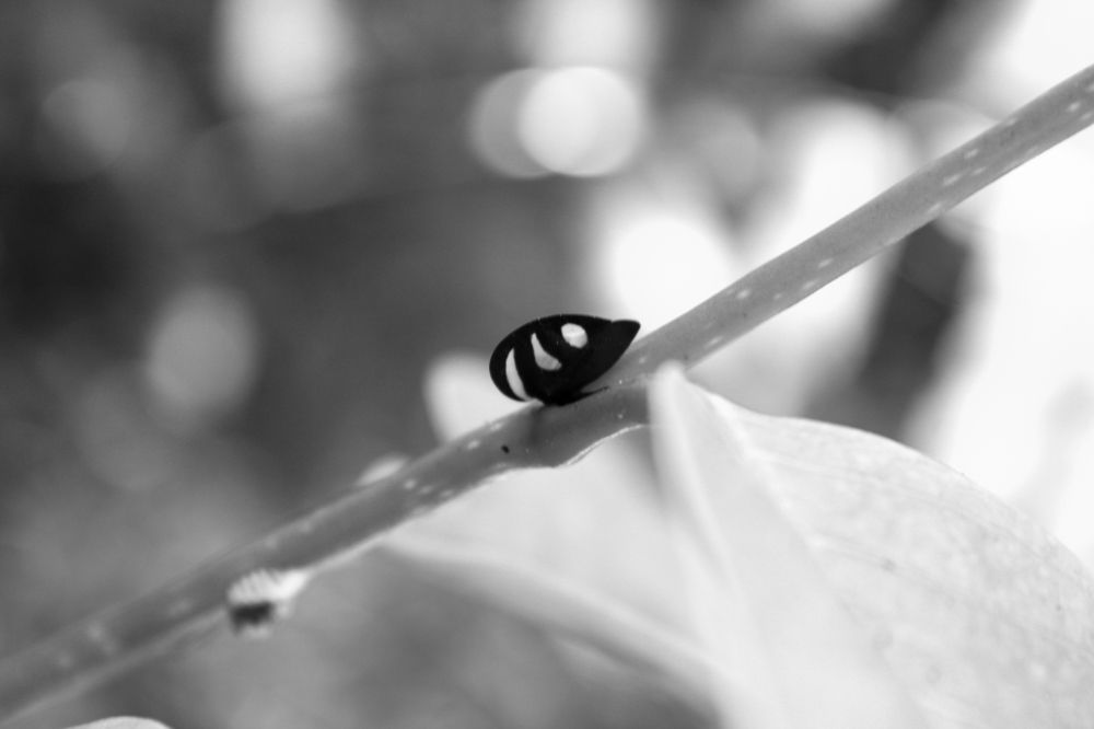 Minimalism in black and white
