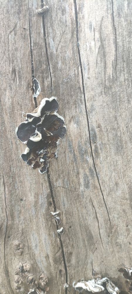 Photo #7310218