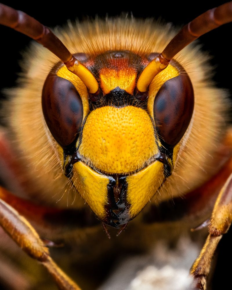 European Hornet