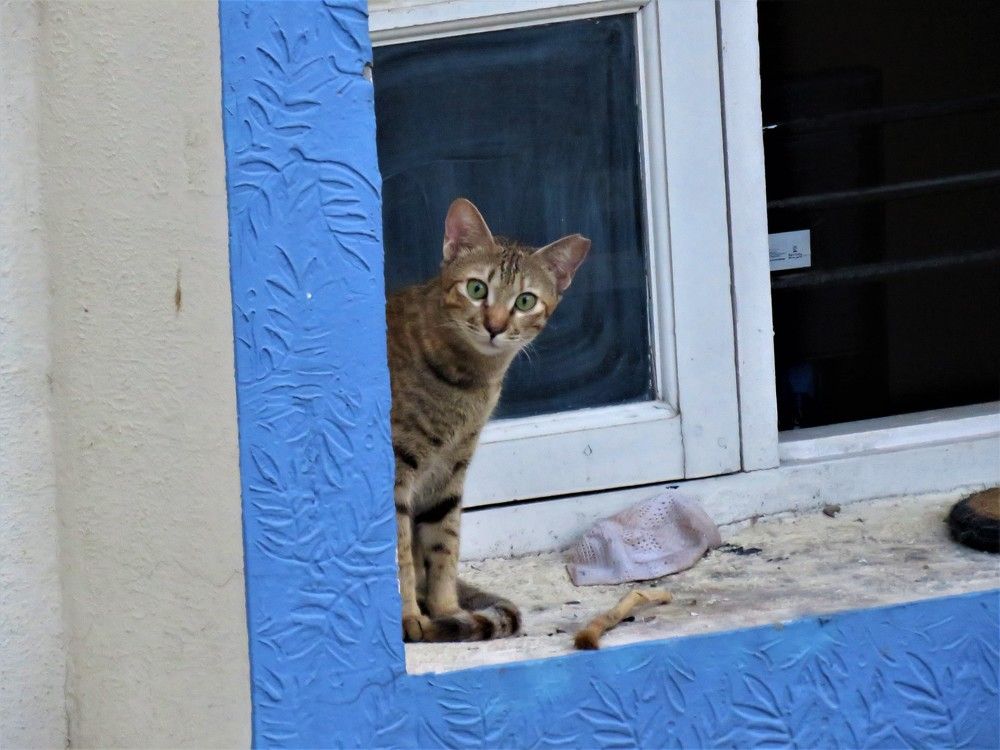 Cat sitting on a window and looking straight at me