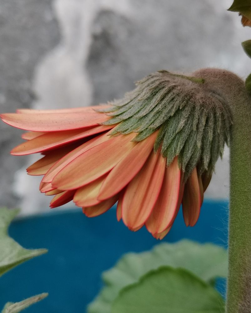 Photograph by Anil Yadav