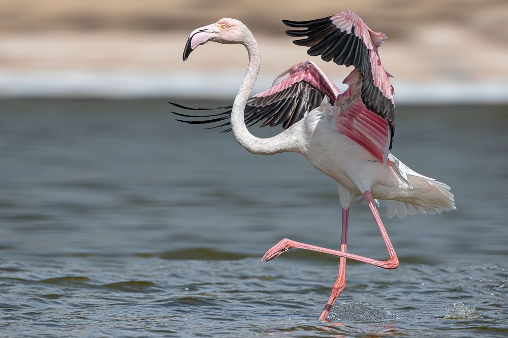 Flamingo Dance