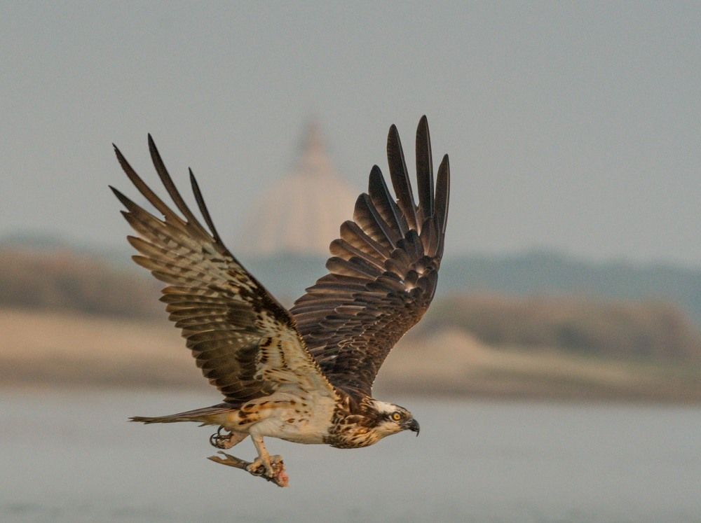 Photograph by Dipanjan Pal