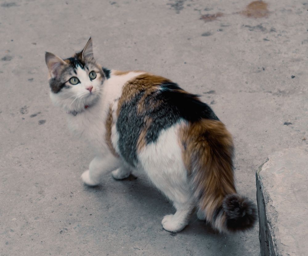 Фотография автора BIBEK chettri