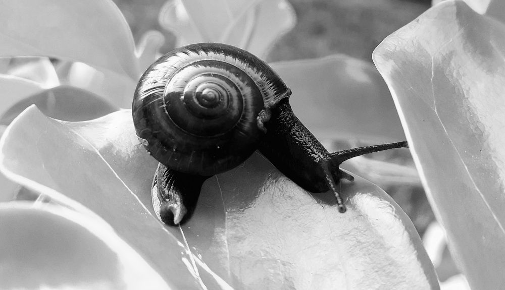 Macrochlamys Resplendens (The Glass Snail)