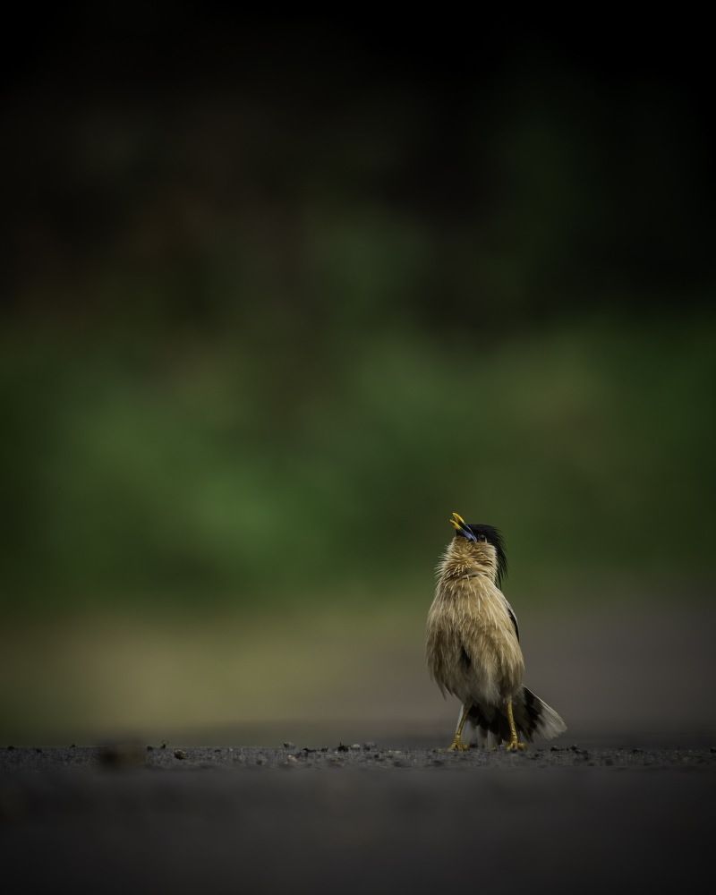 Фотография автора Naveen Kumar