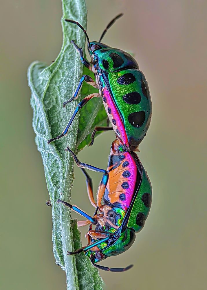 Фотография автора ISLAM SK RIYAJUL