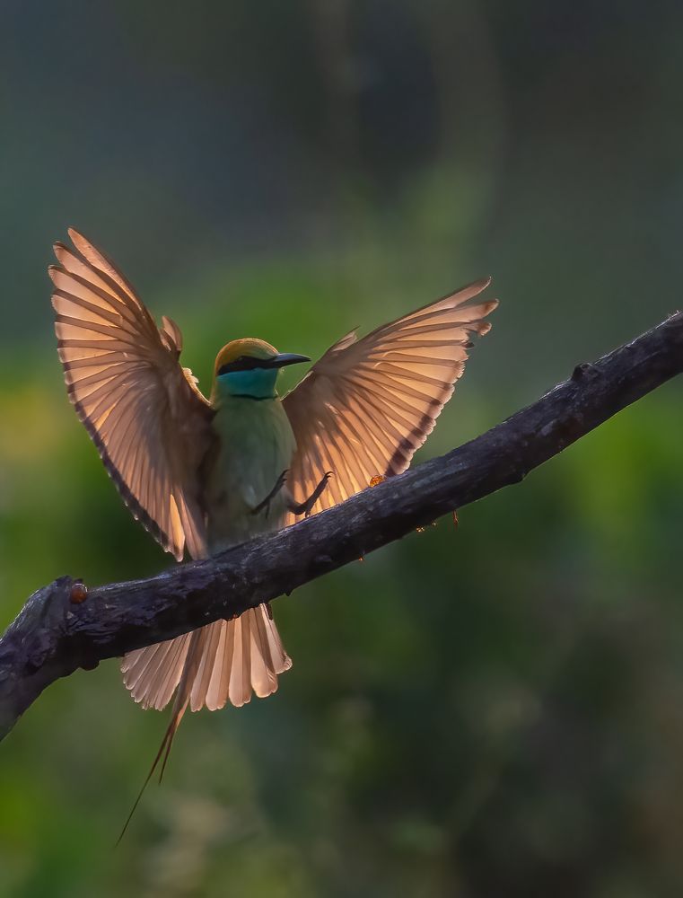 Фотография автора M Anandhu