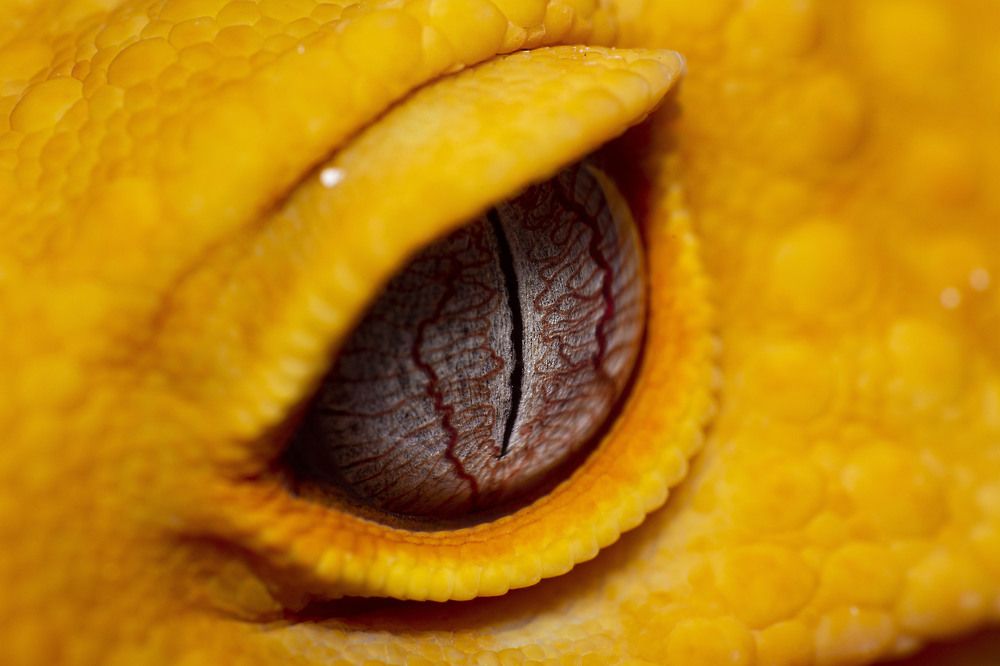 Photograph by Norman Celis