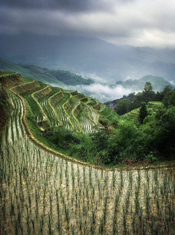 Rice Terrace