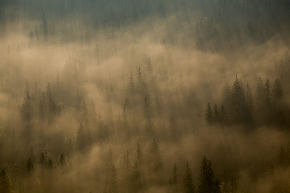 Волшебное утро в тайге