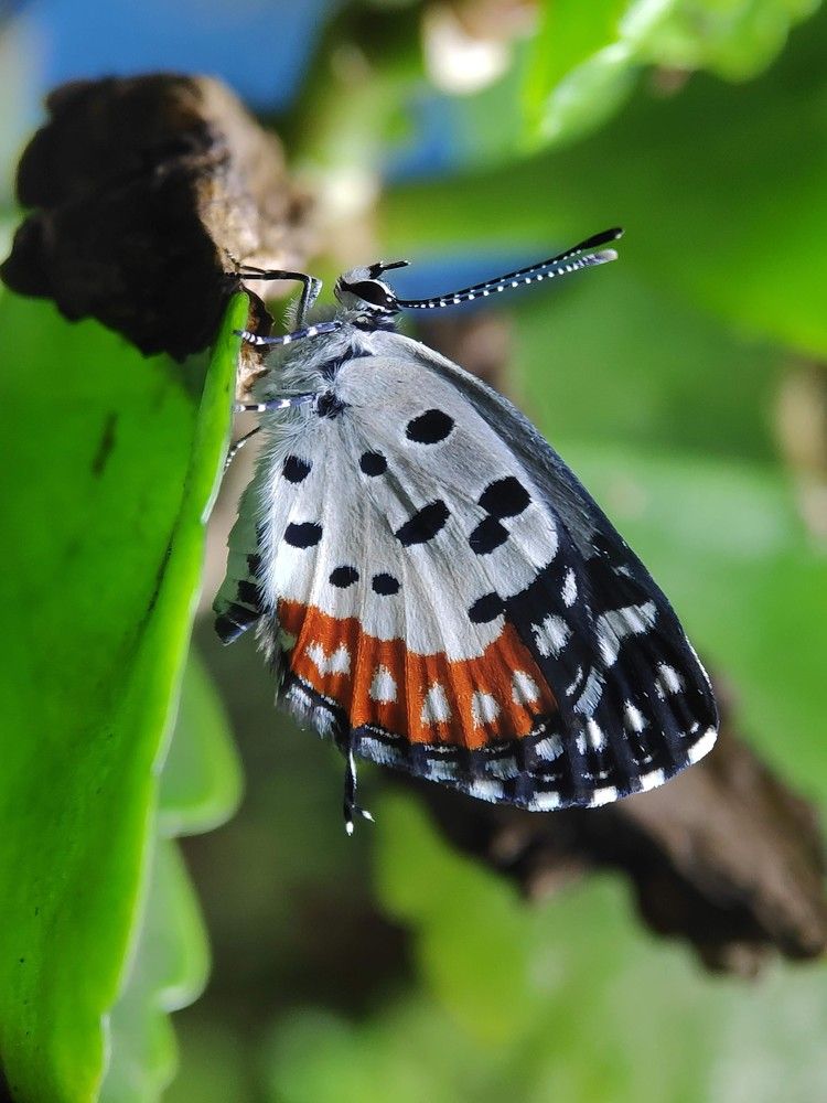 Photograph by sandhya kudli