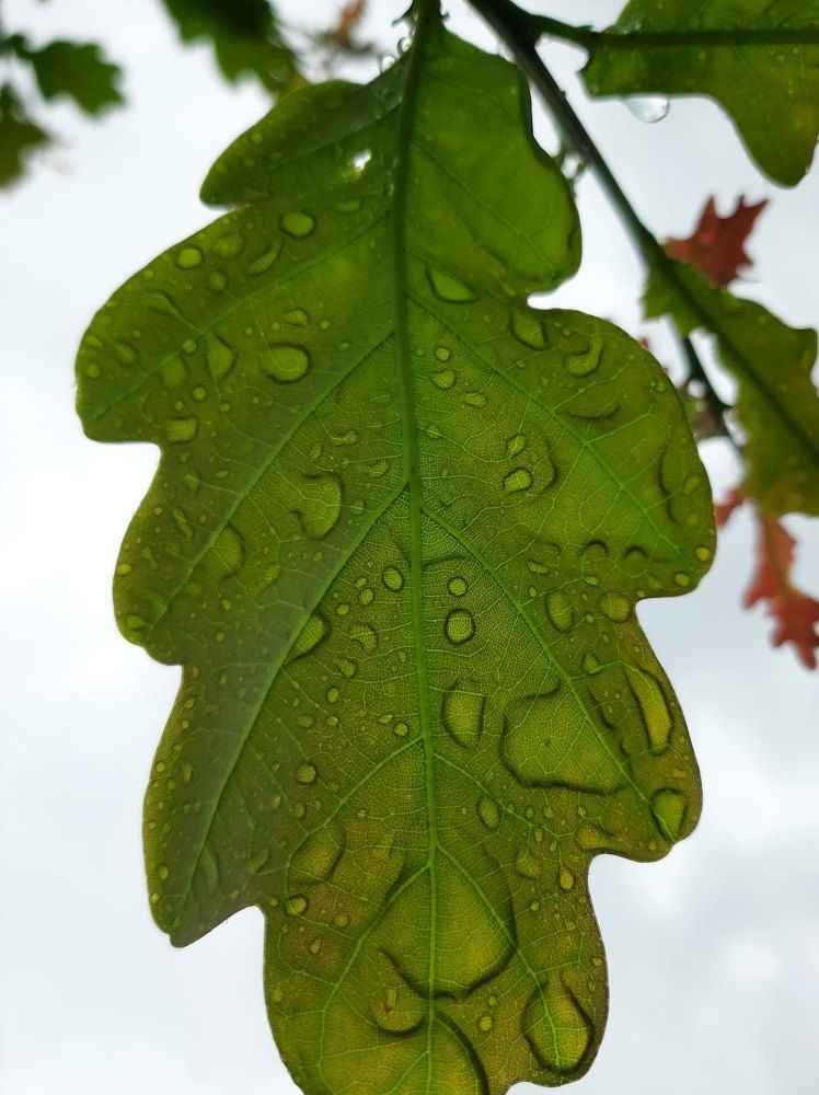 Photograph by Мария Глотова