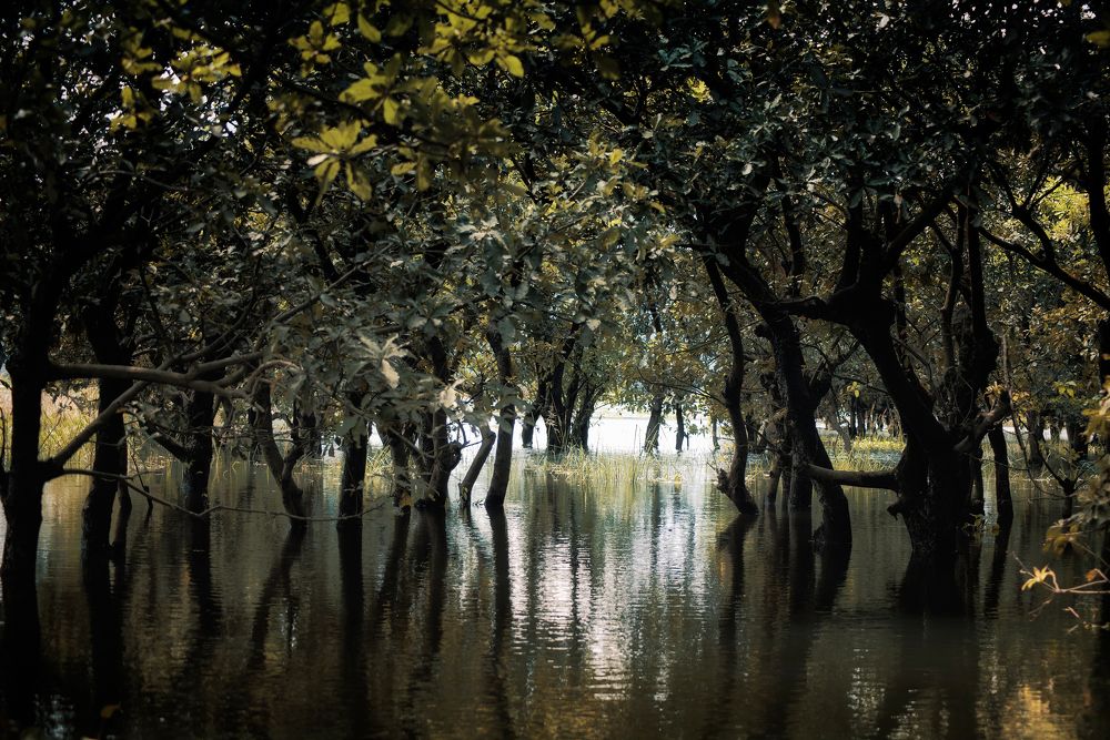 Photograph by Niranjan Baishya