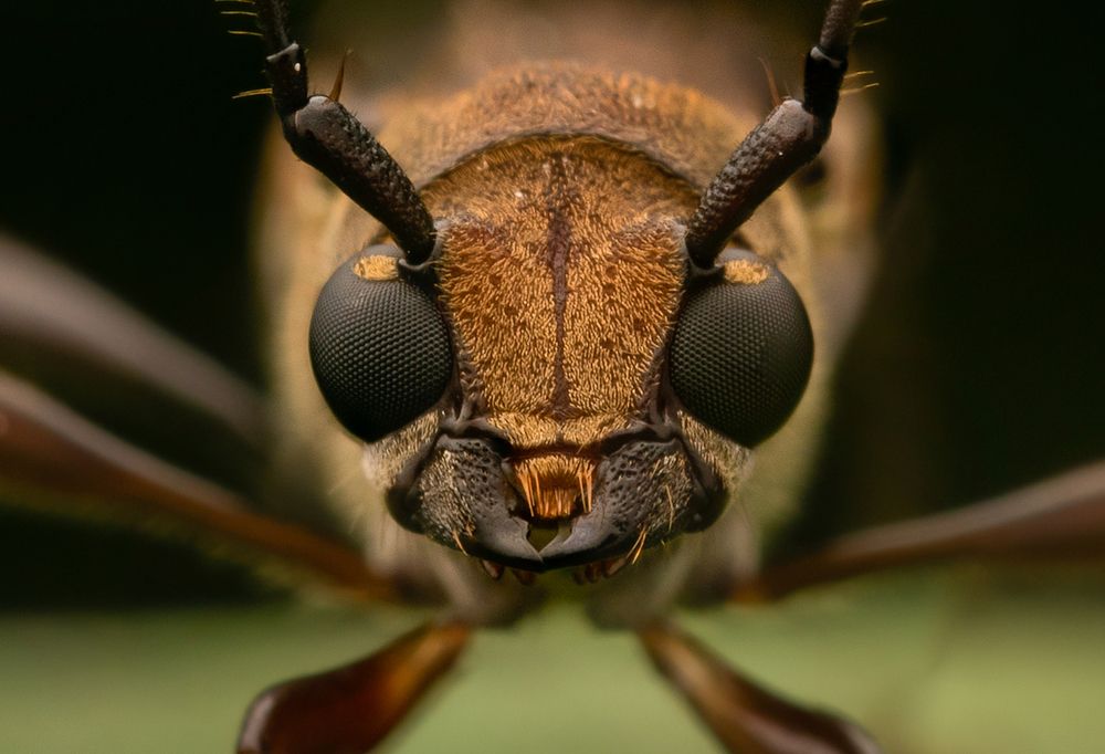 Baby Face Longhorn Beetle