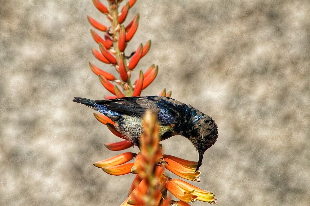 Photograph by Monika Kushwaha