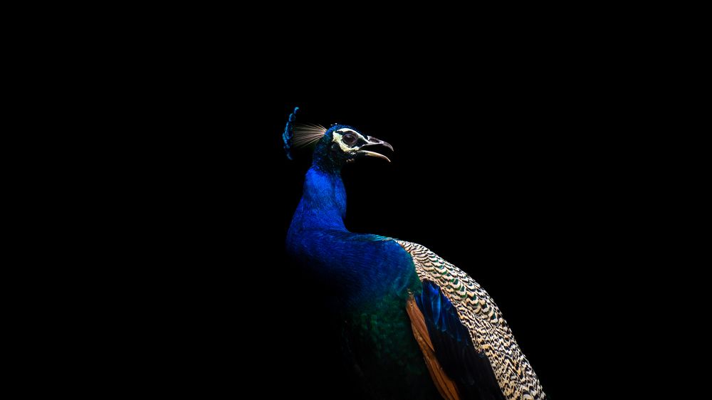 Photograph by MAYANK VERMA