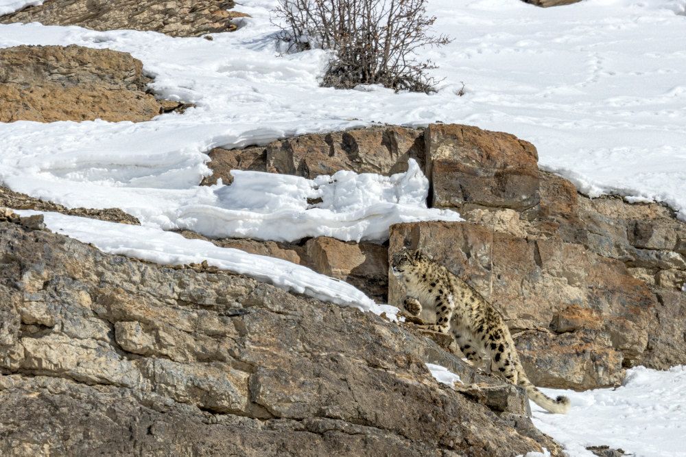 The sojourn of a snow leopard