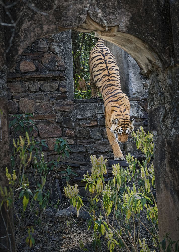 The Legends of Ranthambore!