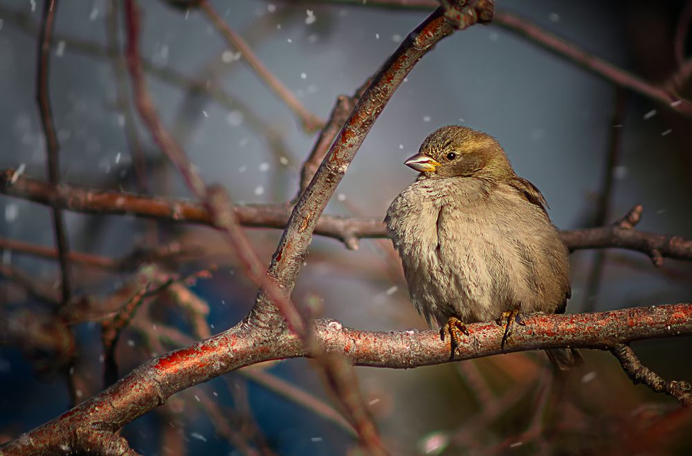 Photograph by Олег Белан