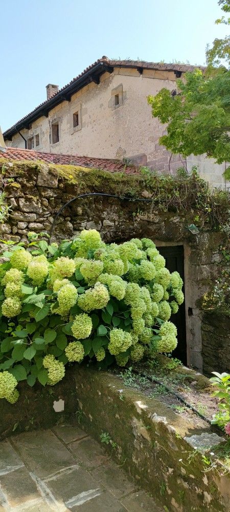 Hydrangeas