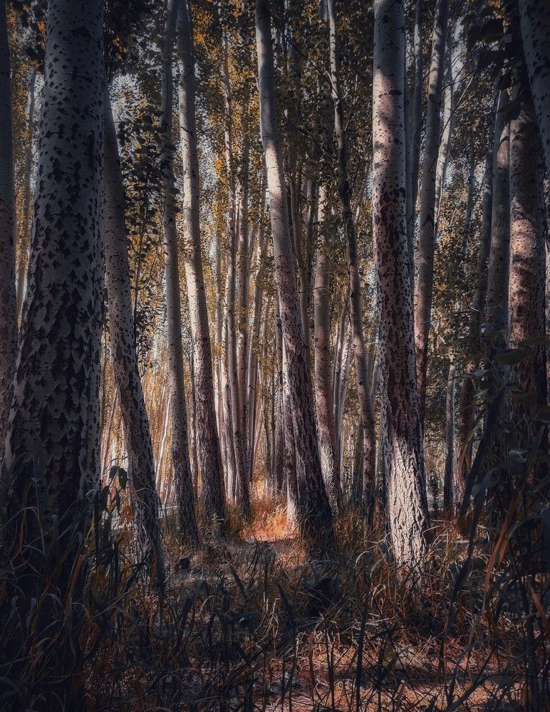 Photograph by Dariush Sedaghat