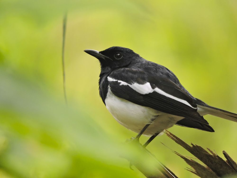 Oriental Magpie