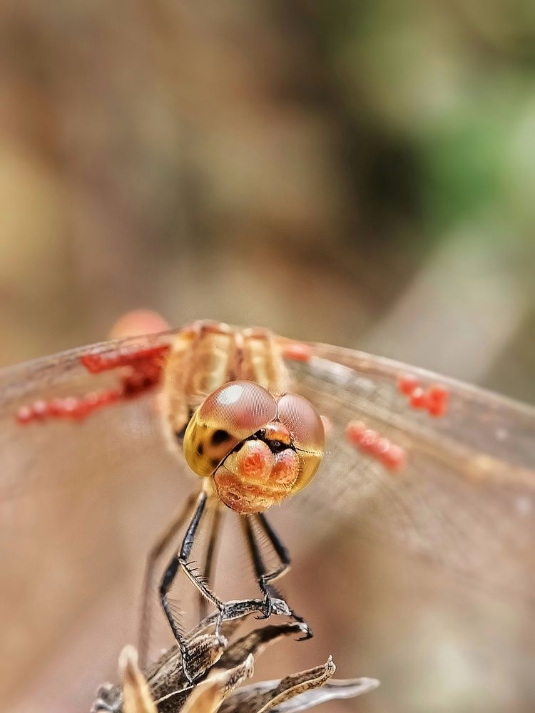 Photograph by Роман Красношапка