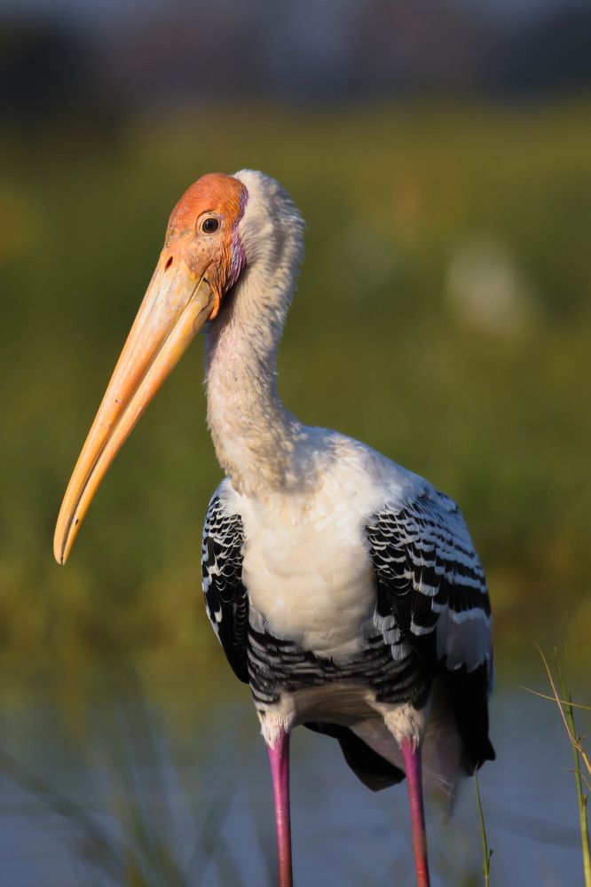 Photograph by Виктория Диксит