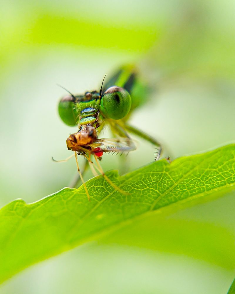 Фотография автора Nasif Ali Mondal