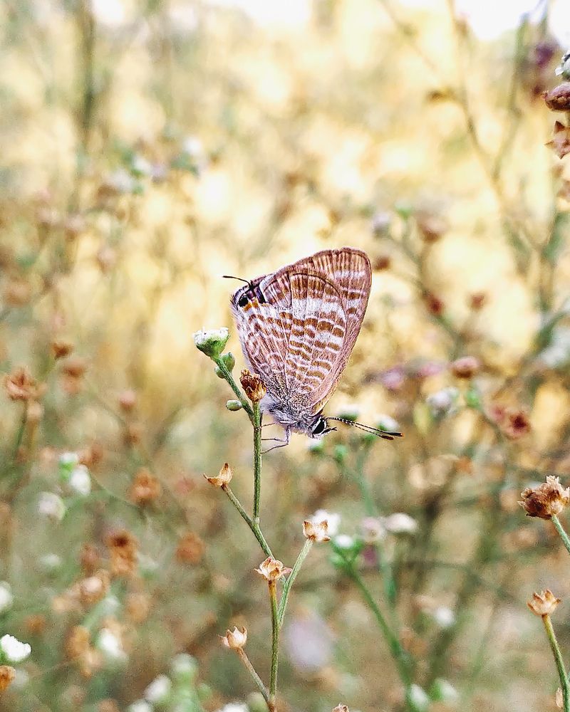 Фотография автора Nasif Ali Mondal