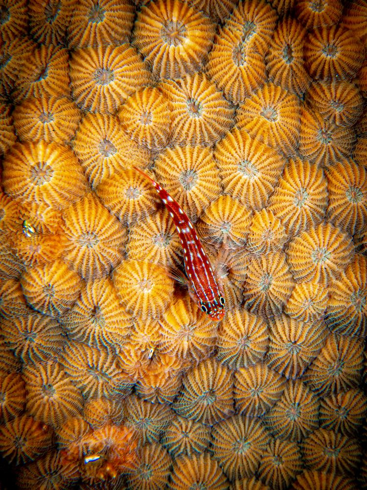 Photograph by Alexander Plakida