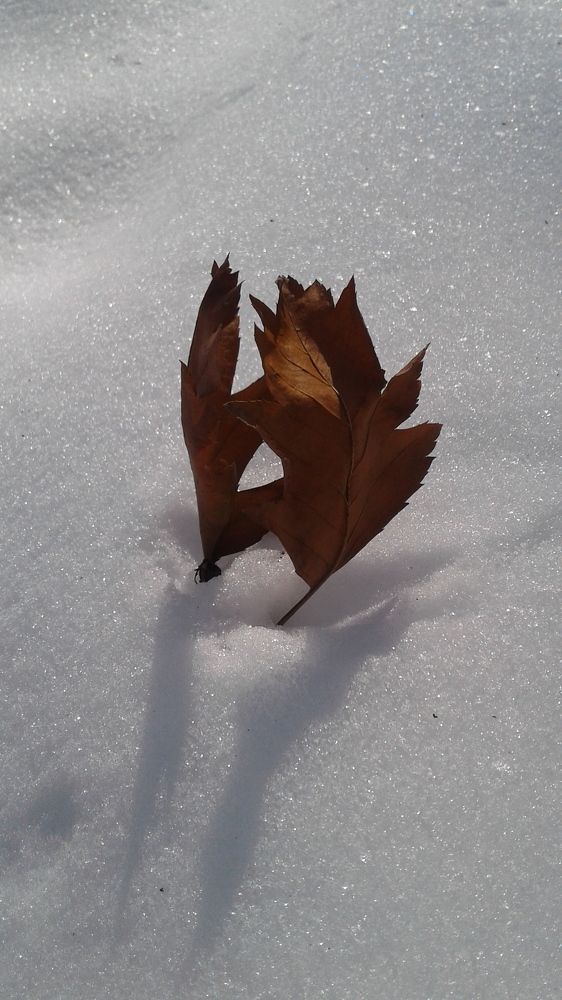 Photograph by Юлия Лихачева