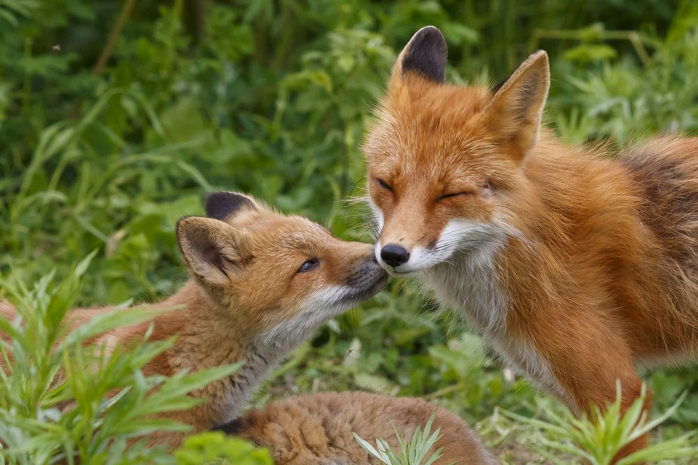 Один день мамы Лисы