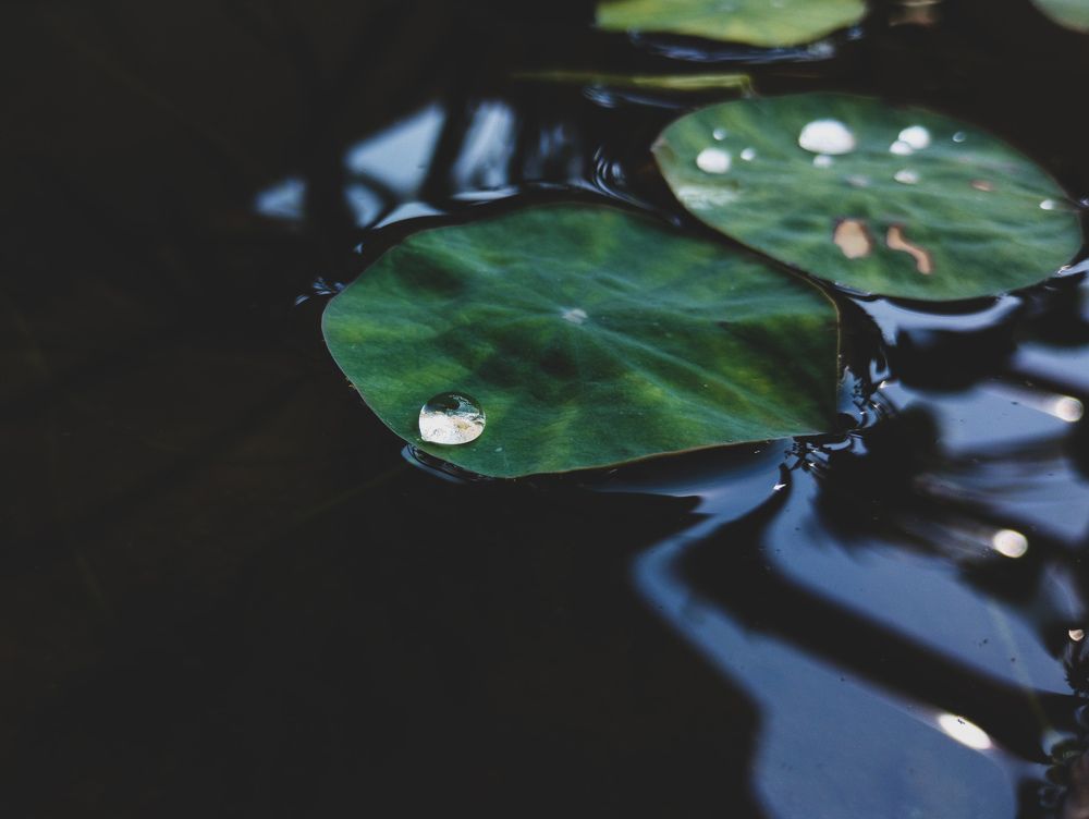 Photograph by Ganesh Bhavi