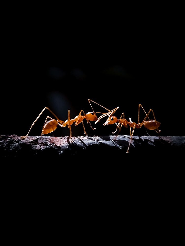 Photograph by Ganesh Bhavi