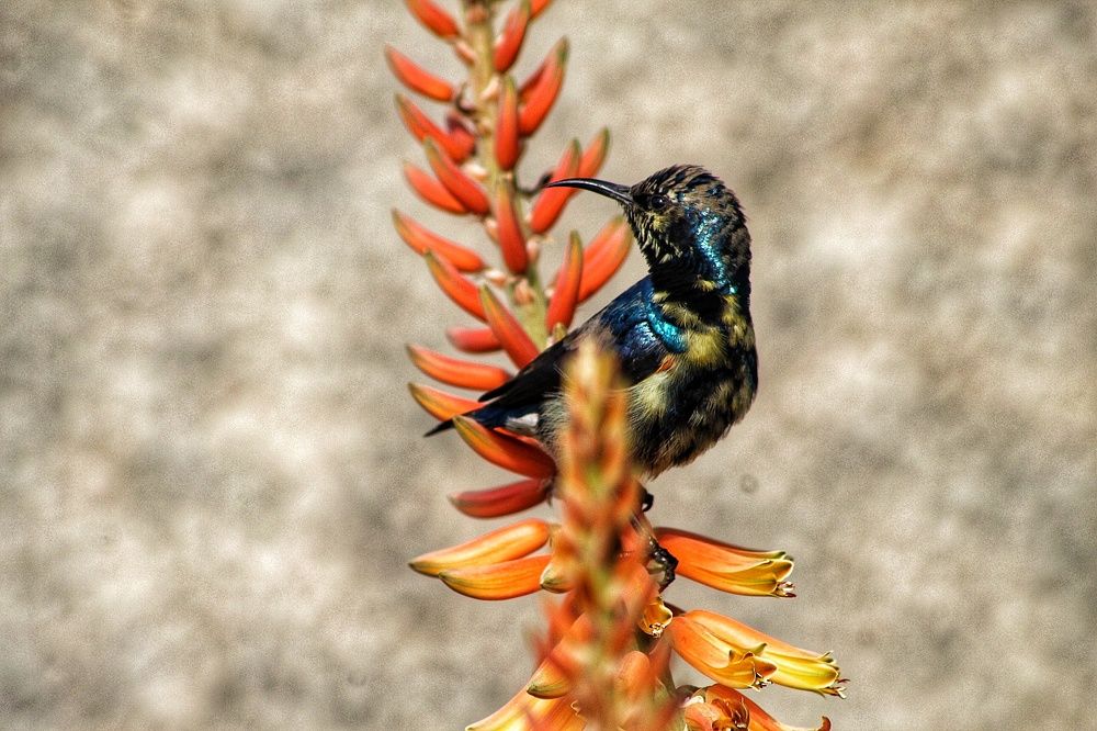 Photograph by Monika Kushwaha