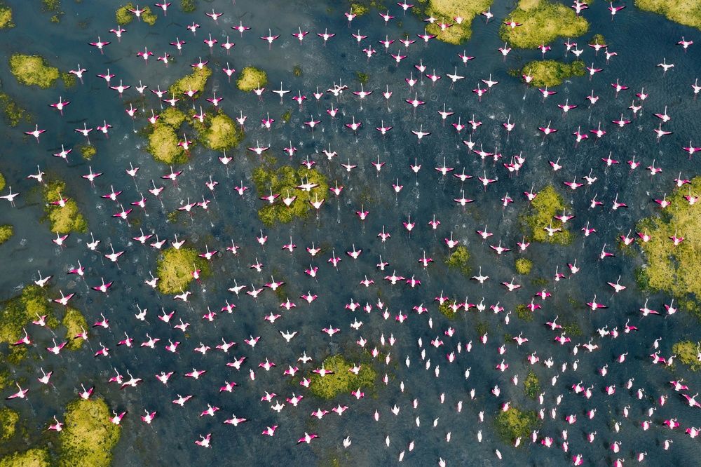 Wings of freedom fluttering up to the sky of dreams!