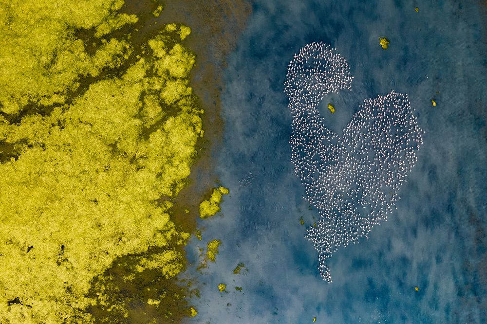 A massive and enchanting flamingo paradise in it's habitat.