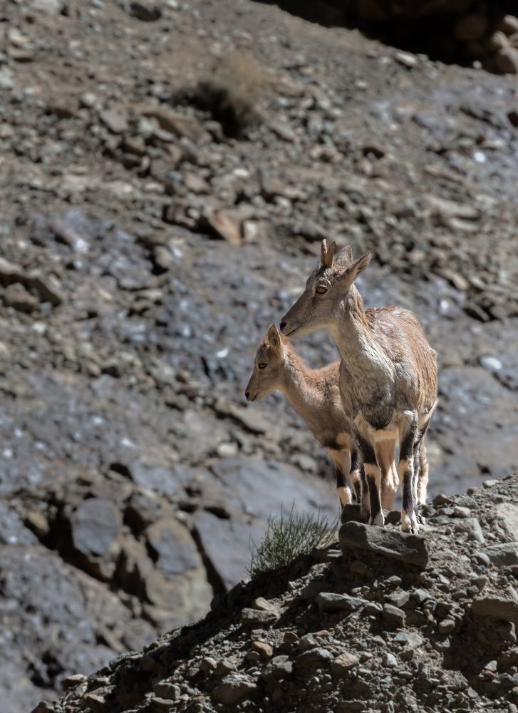Photograph by  Sutapa Deb