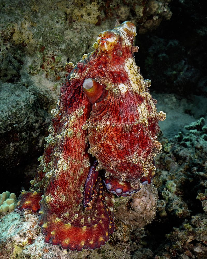 Photograph by Дмитрий Серебряков