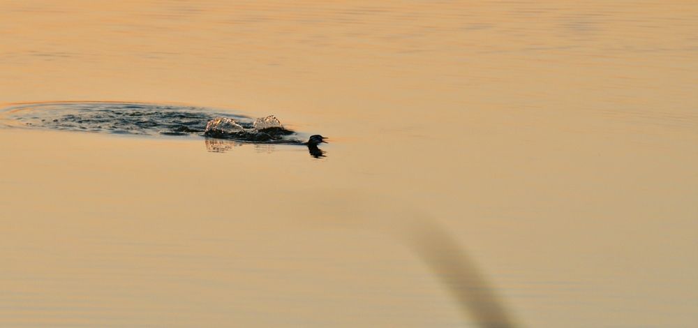 Photograph by Дмитрий