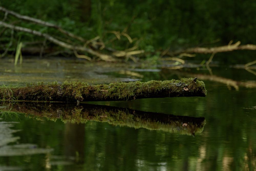 Photograph by Михаил Гулика