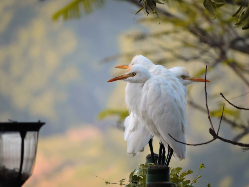 Cattle Egrets